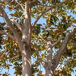 Les Magnolia Ольбия